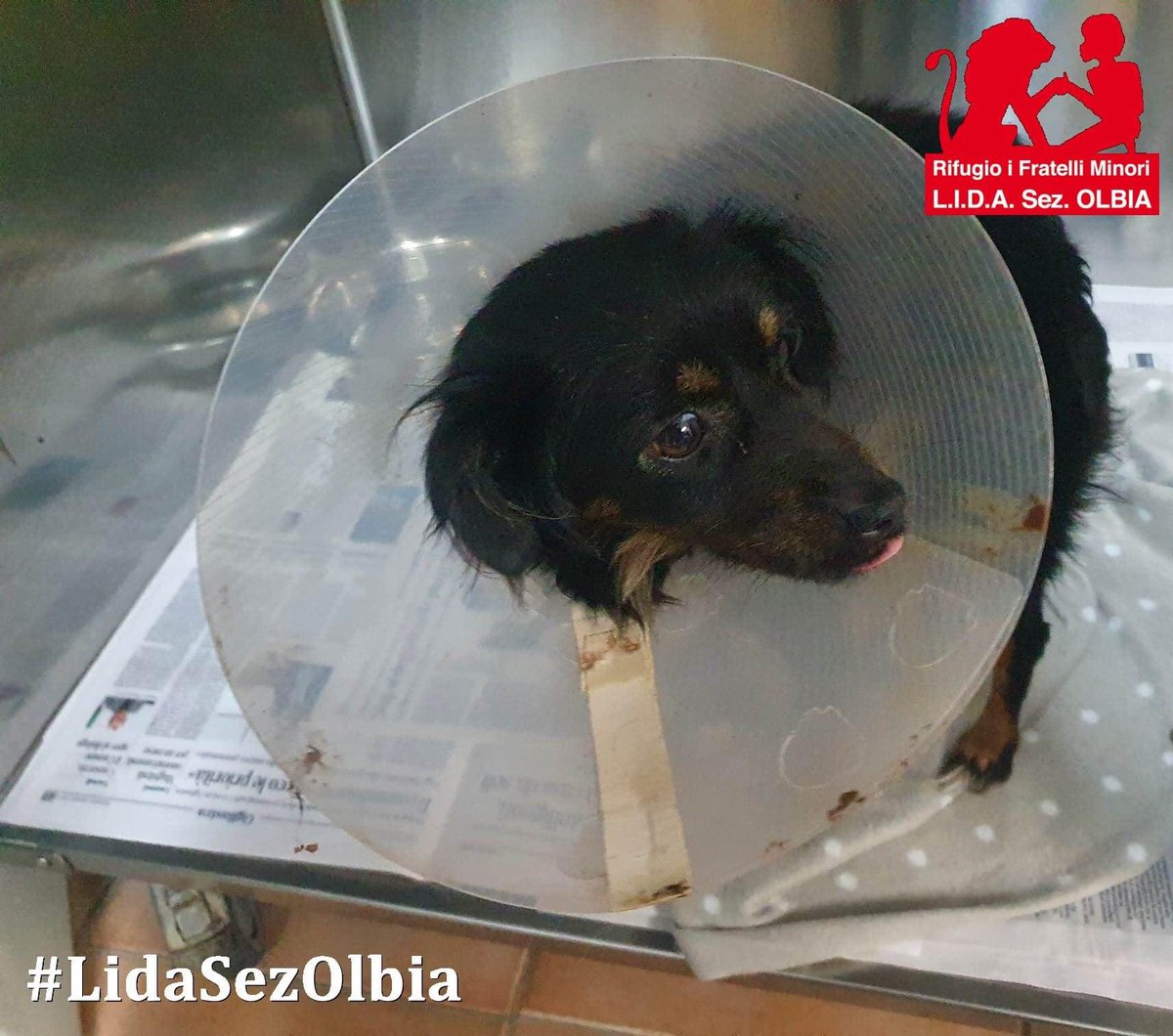 LidaSezOlbia's tweet image. #Gigliola trascorre il #postoperatorio in ambulatorio al rifugio.
Ringraziamo chi ci aiuta con il cibo curativo #Intestinal e anche chi ci darà una piccola mano per sostenere le #spesecliniche.
lidaolbia.it/donazioni.html