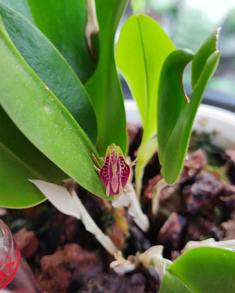 une_orchidee's tweet photo. 07.01.2021 petite update à propos de mes "cold growers" 🙄 mes deux #restrepias se plaisent bien mais les #masdevallias... Je pense que je vais arrêter les frais et les laisser pour les autres 😅 #orchid #orchidee https://t.co/u4piNmoREV