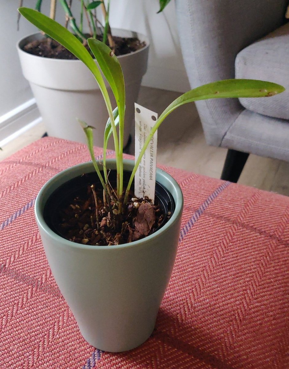 une_orchidee's tweet photo. 07.01.2021 petite update à propos de mes "cold growers" 🙄 mes deux #restrepias se plaisent bien mais les #masdevallias... Je pense que je vais arrêter les frais et les laisser pour les autres 😅 #orchid #orchidee https://t.co/u4piNmoREV
