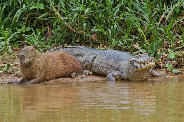 Capyvara's tweet photo. 2 capivaras, uma já vacinada https://t.co/0PaDBcsZ2L
