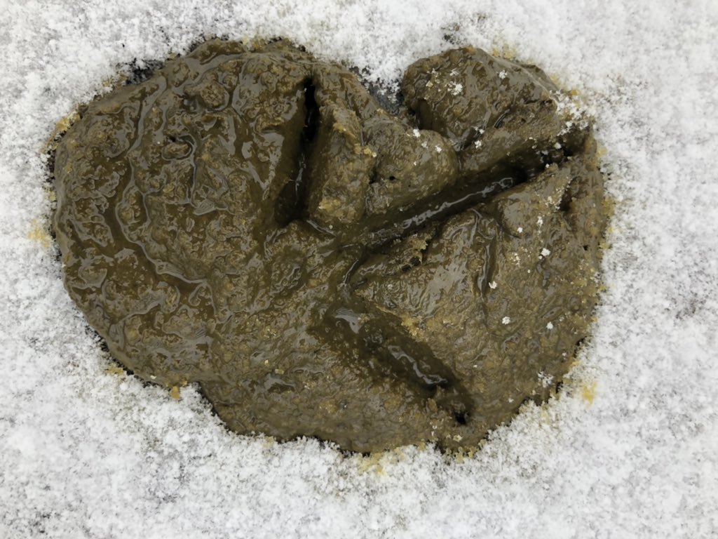 Finally a pheasant that stood in the only fresh sheep poo around. He must’ve wanted to warm his toes