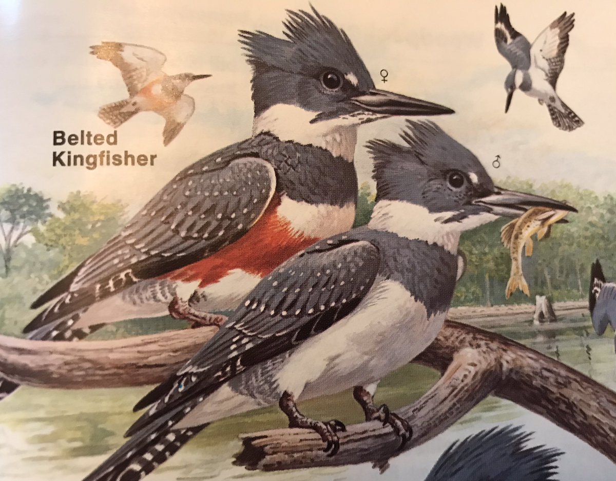 Was surprised to see one of these guys patrolling the River on my <a href="/ThornhillClub/">The Thornhill Club</a> walk today. Too fast to get a real pic #kingfisher