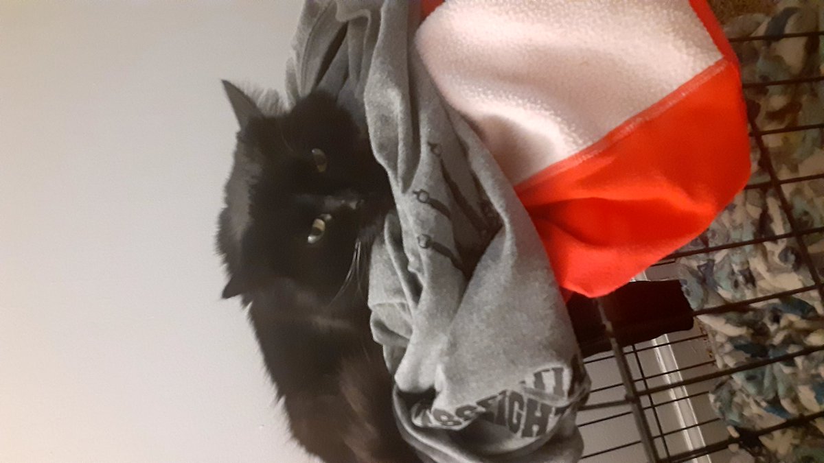 When you have cat's your clean clothes are no longer safe! 😁🥰😍
#Catsoftwitter #adoptdontshop #loveblackcats #BlackCat