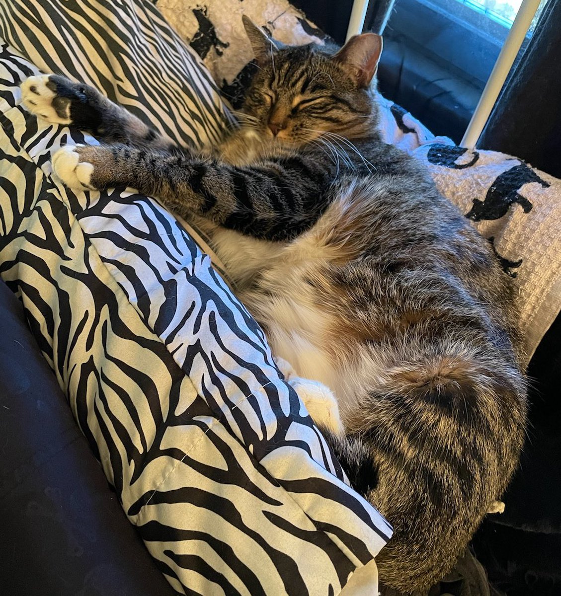 reggidoodle's tweet image. #fluffyfursday outtake! 😸 #CatsOfTwitter what do you think of this one?