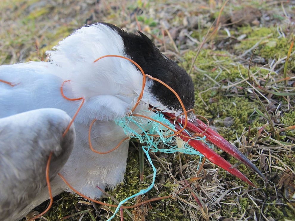 What policies exist to prevent  #Arctic  #seabirds being entangled/ingesting  #plasticpollution?Learn more in this  #openaccess paper published in  @FACETSJournal todayReview of plastic pollution policies of Arctic countries in relation to seabirds  https://www.facetsjournal.com/doi/10.1139/facets-2020-0052#.X_d-2w-eZYY.twitter