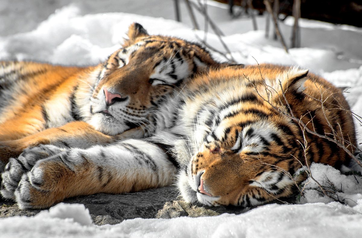 tiktaali's tweet image. #cat #cats #catsoftwitter #catsontwitter #caturday #lovecats #twittercats