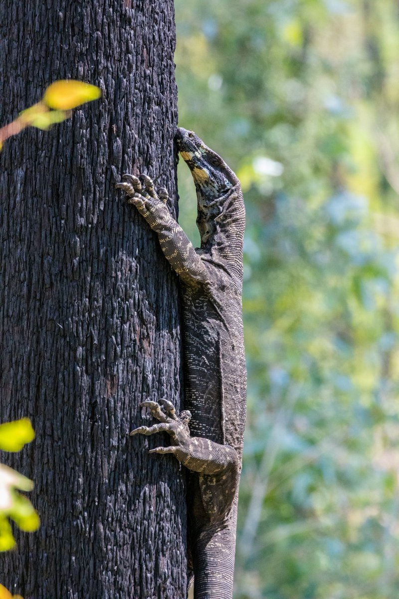 AndrewGeschke's tweet photo. Delightfully, we spotted four stunning Lace Monitors in one afternoon heading to Raymond Falls. 🤞its a sign of their recovery. Everyone can support wildlife recovery in #Gippsland by reporting sightings via #SWIFFT https://t.co/gDgvInphZe #WildOz #Reptiles https://t.co/7JC1chCyqv