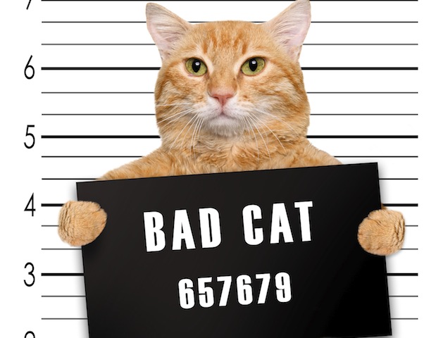 WokeAnimal's tweet image. I just received a notice from twitter that my account has been restricted for 12 hours 😡