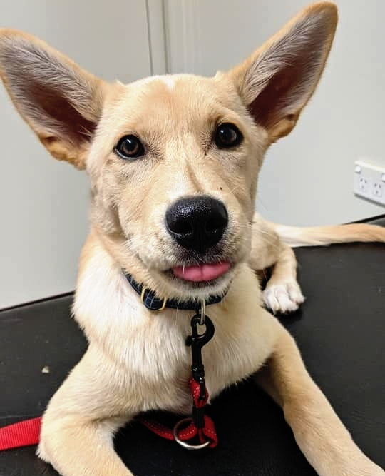 4lyfe_rescue's tweet photo. 😛
👉 As Gray is not available yet, we are not taking any Expressions of Interest or enquiries at this time. We will let you know here when he is ready to find his #home4Lyfe 👍
#Gray4lyfe #puppiesofinstagram #Dogsofcanberra #NotAvailableYet #explore #adoptdontshop https://t.co/1IZLn1G9GZ