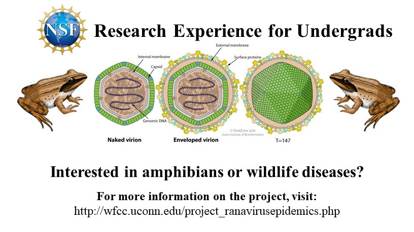 ranavirus epidemics within populations