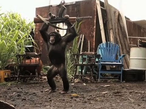 VÍDEO DE MACACOS - IMAGENS DE MACACOS