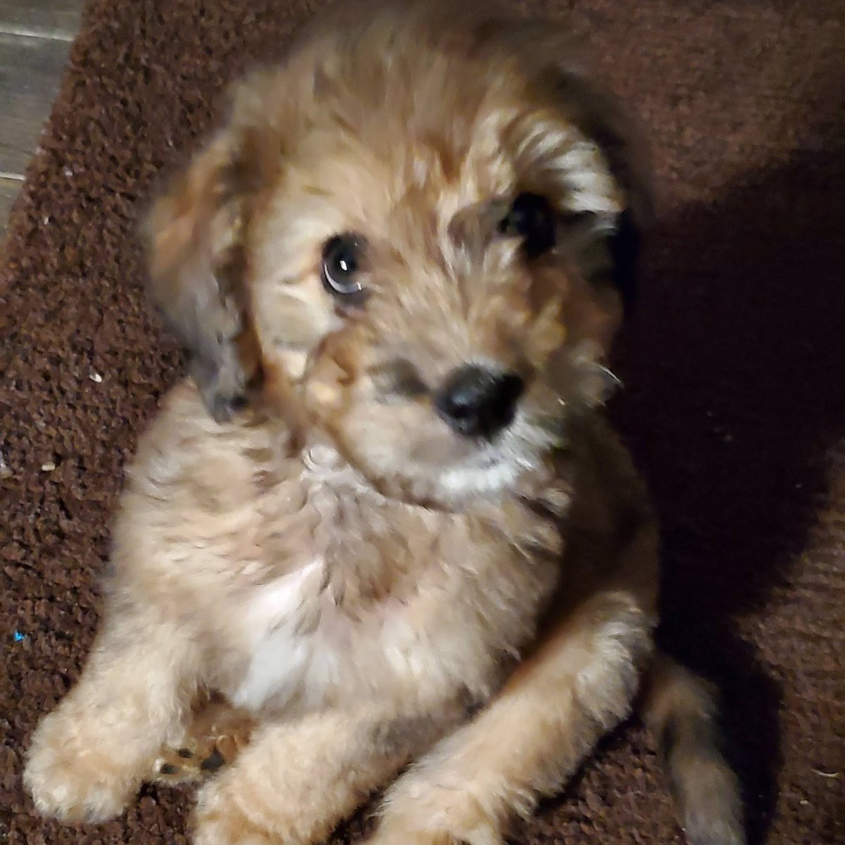 Thanks for reading.Any other thoughts or comments?(no better way to end a thread than with a picture of my puppy)  #CincyACHDdog