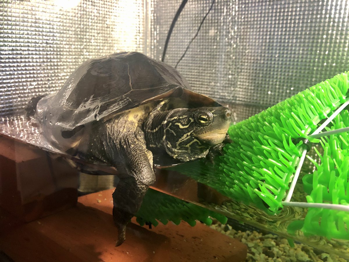 KtoToko's tweet photo. 待って待ってー歯磨き行ってる間に何があったのかなー？トコさーん？😇

🐢oO(…やってもた)

#wiht https://t.co/QkL6jfQRhq