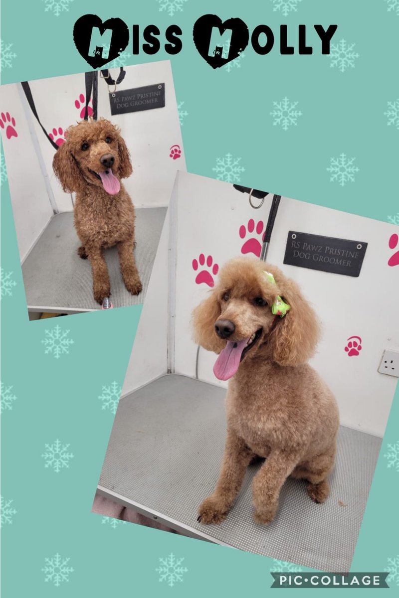 mrobson25's tweet photo. @LeeQVC Miss Molly. Just from her groomers. Loved the program tonight. Xx https://t.co/DnrBMpnyQE