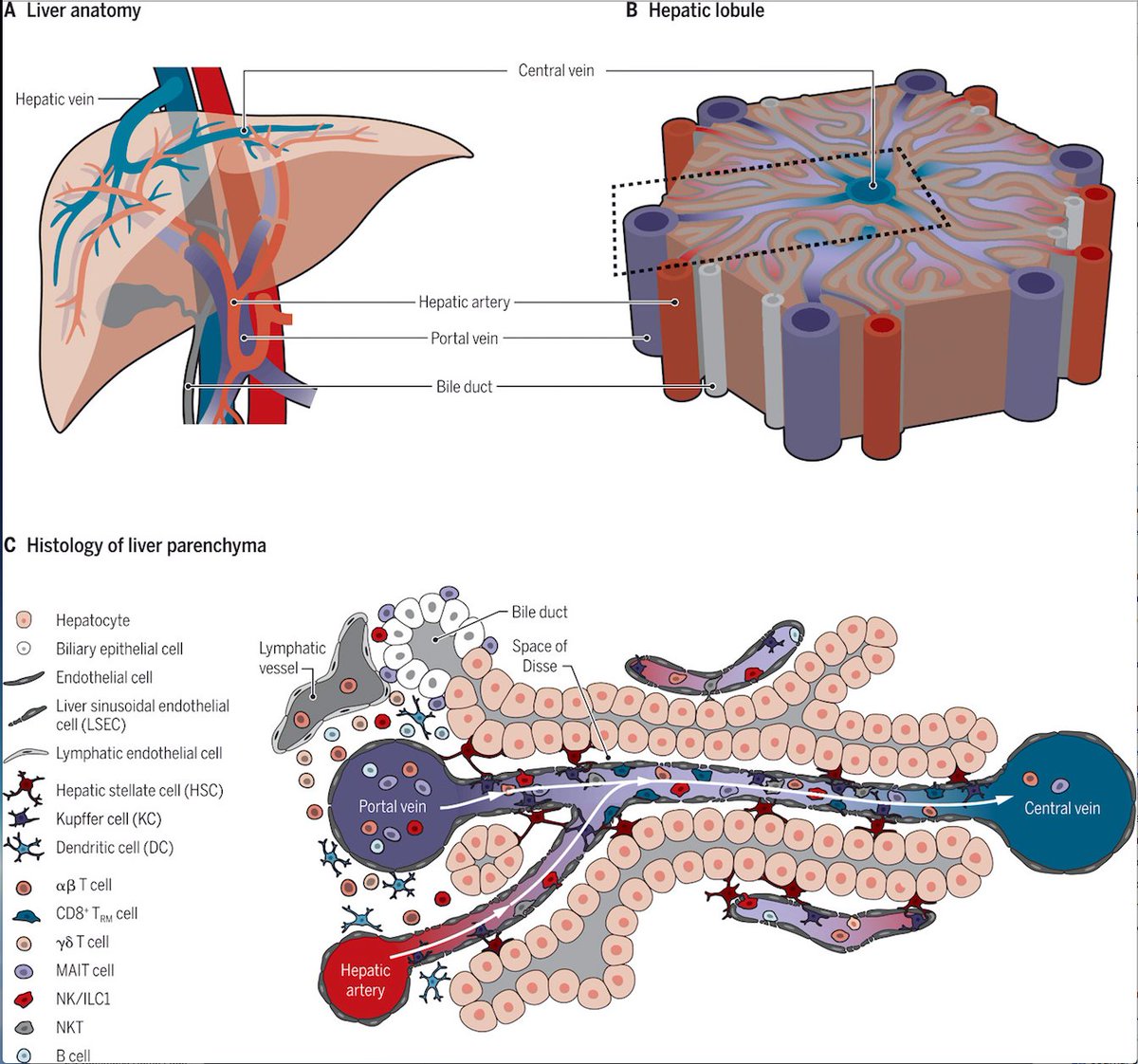 mmw_lmw's tweet photo. #Immune_Surveillance of the #Liver by #T_cells | Liver Anatomy | Matteo Iannacone @SanRaffaeleMI @SciImmunology https://t.co/sWcuHsI6tP | #2020_ReCapSept https://t.co/wfbKR4TFrn