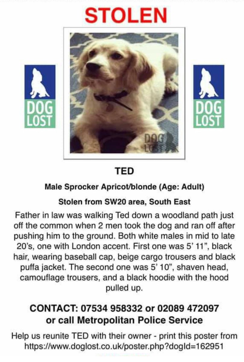 FindTedSW20's tweet photo. 1 of 2 // Your bed still lies empty for now but we will not give up hope that one day you’ll be curled up snuggled in it. 

Please whoever has him keep him safe and well looked after,better still give him back so he can be with his actual family. https://t.co/yssKAYlLvn