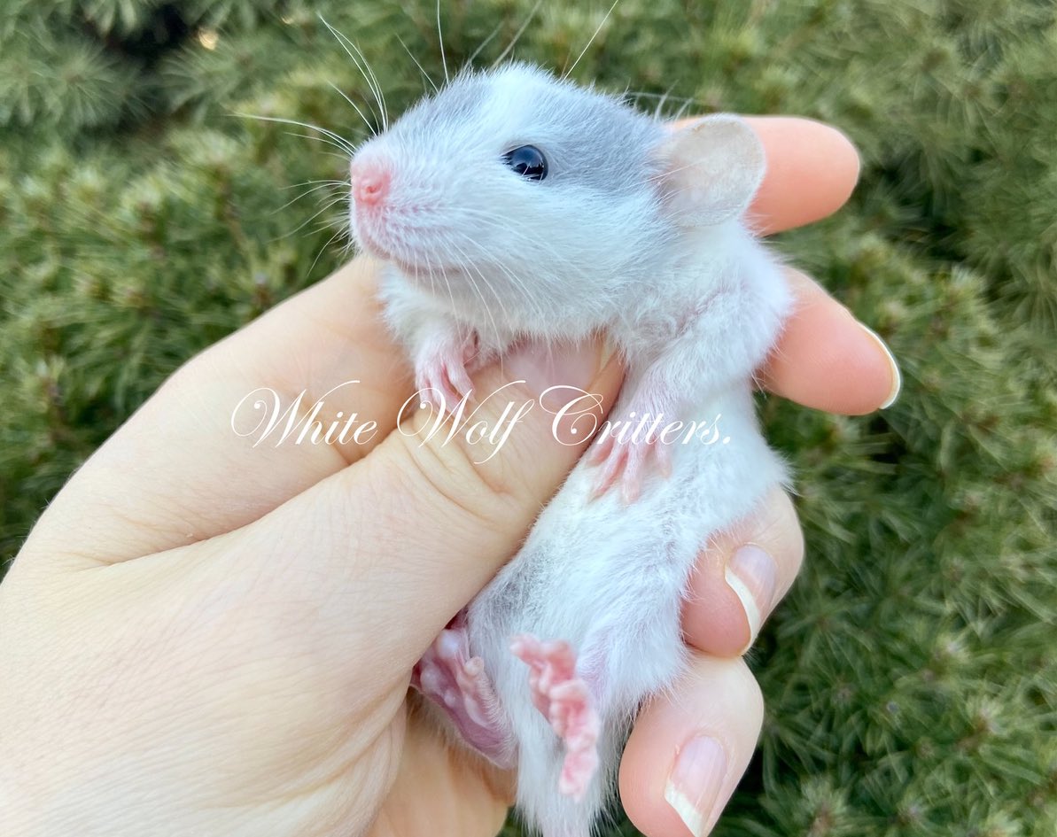 Dwarf rat baby