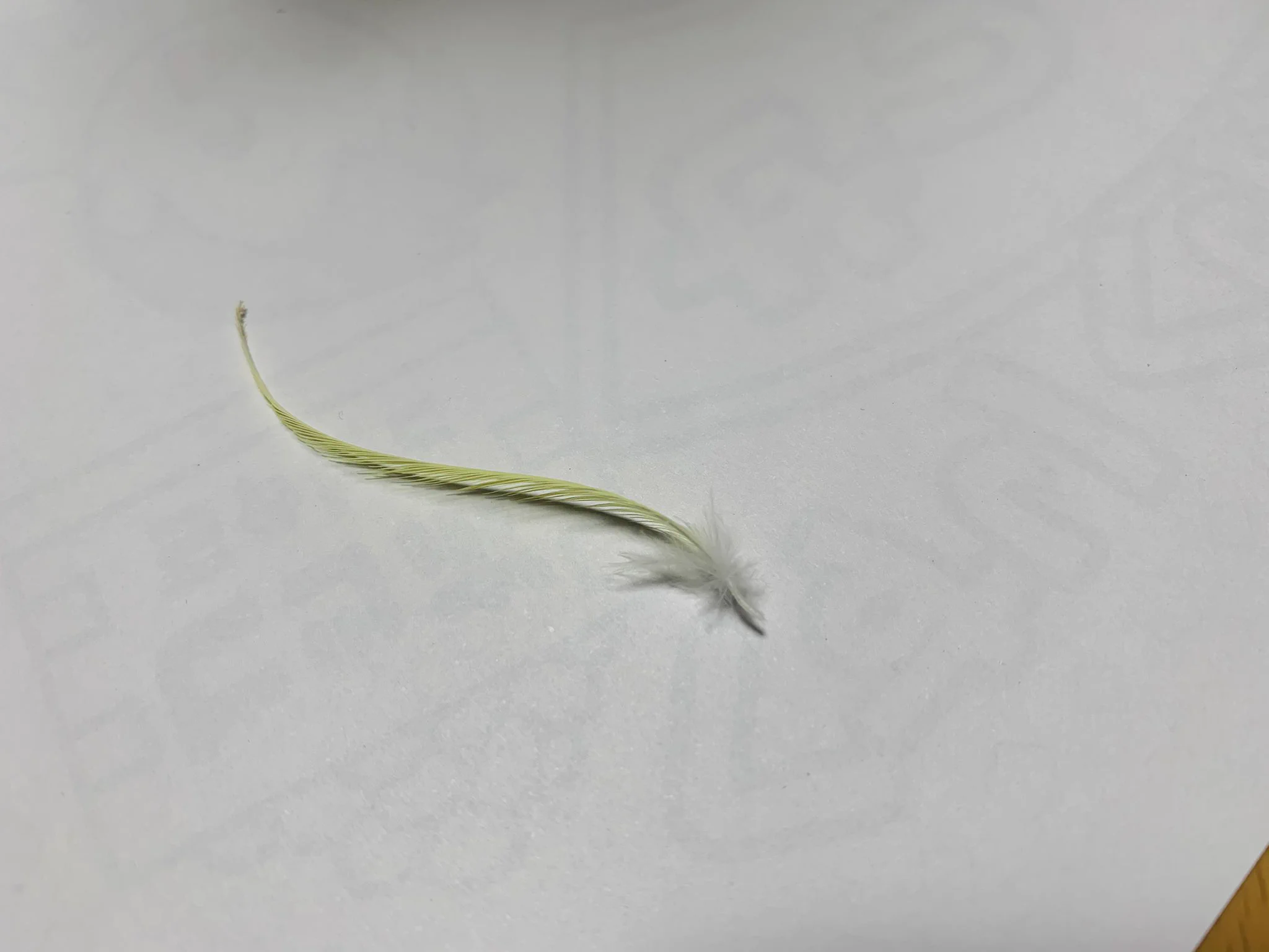 オカメインコからあの部分が抜けてしまった！心なしか抜けた後はシュンとしてるｗｗ