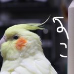 オカメインコからあの部分が抜けてしまった!心なしか抜けた後はシュンとしてるw