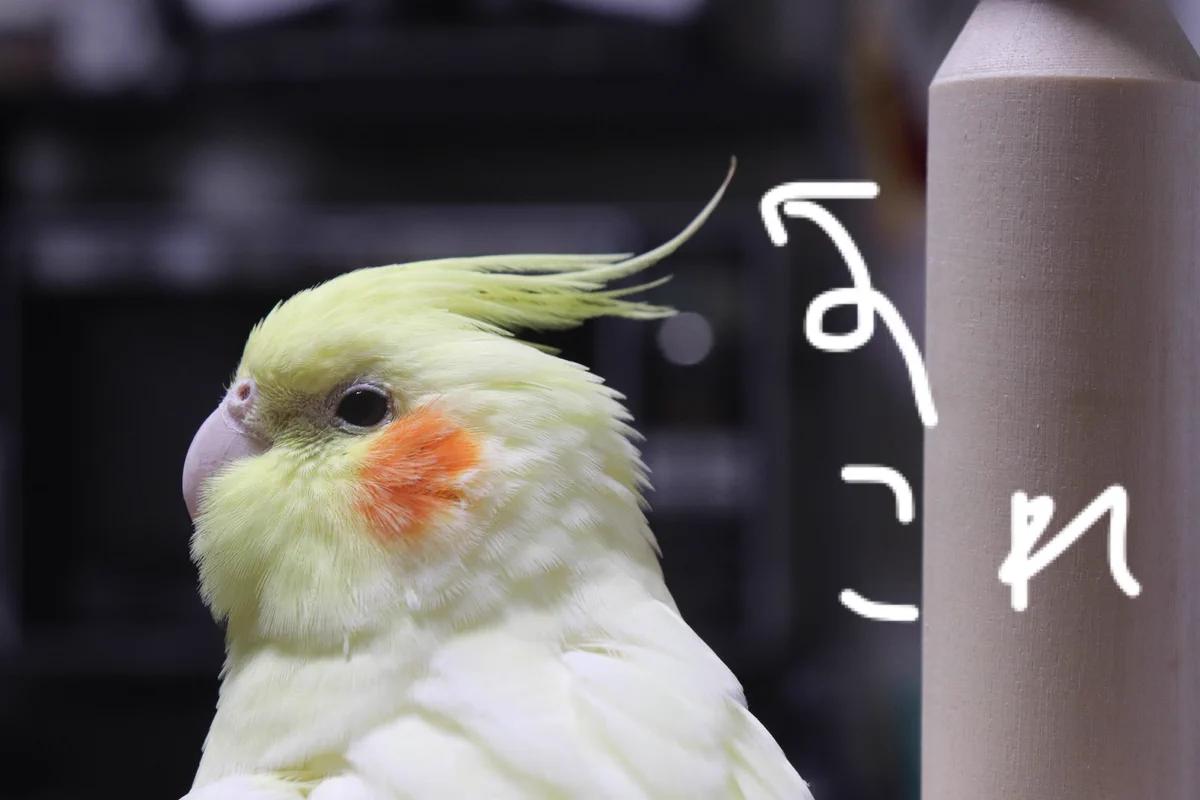 オカメインコからあの部分が抜けてしまった！心なしか抜けた後はシュンとしてるｗｗ