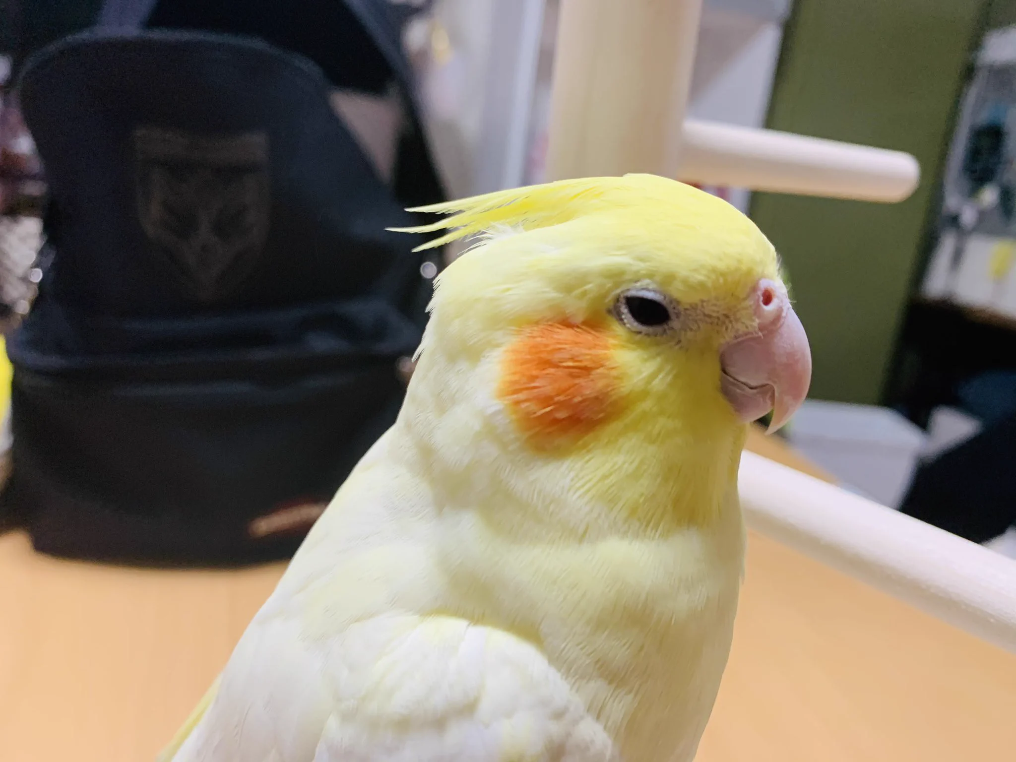 オカメインコからあの部分が抜けてしまった！心なしか抜けた後はシュンとしてるｗｗ