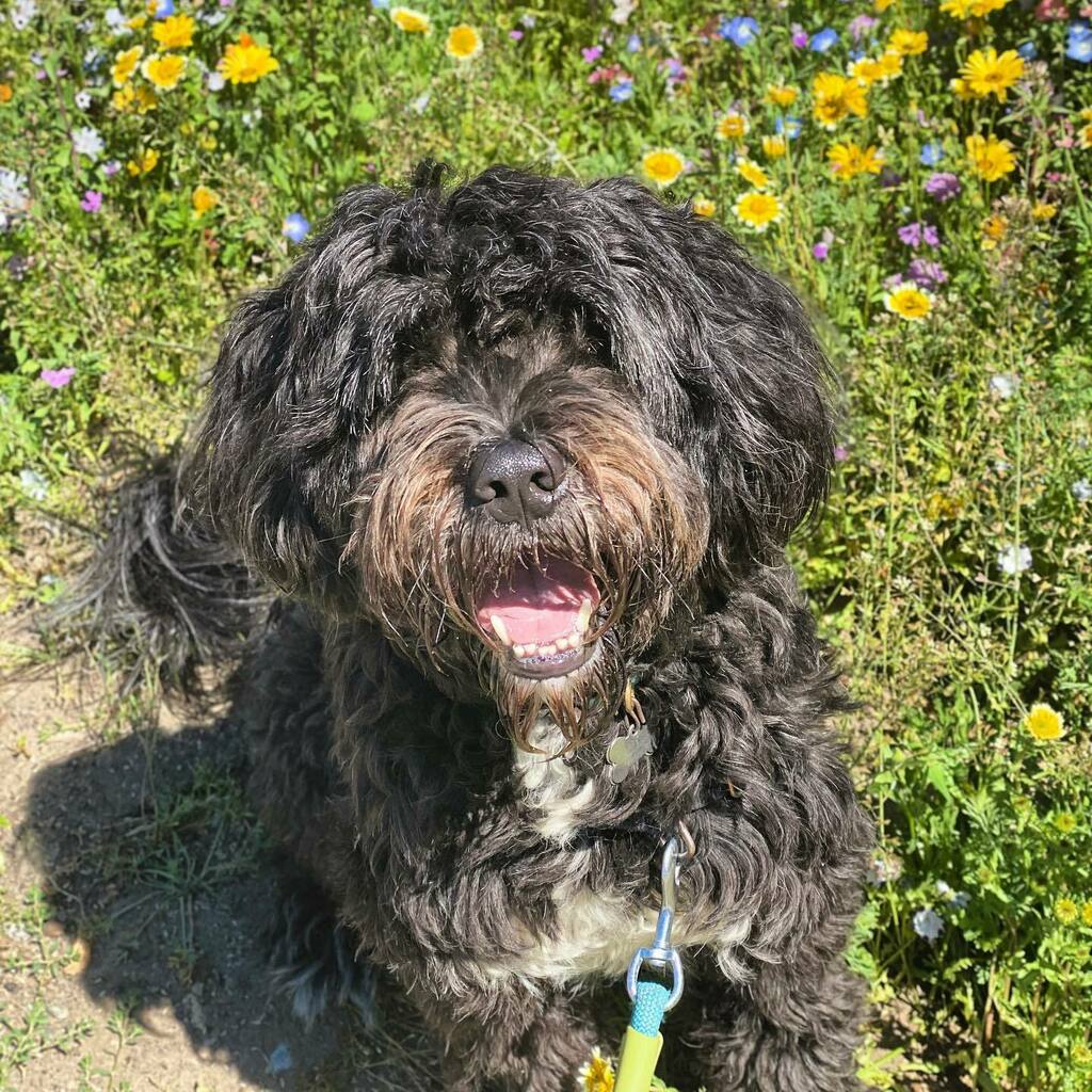 🌺🌼🌸💐 #vanpetcare instagr.am/p/CJwoO9psCeF/