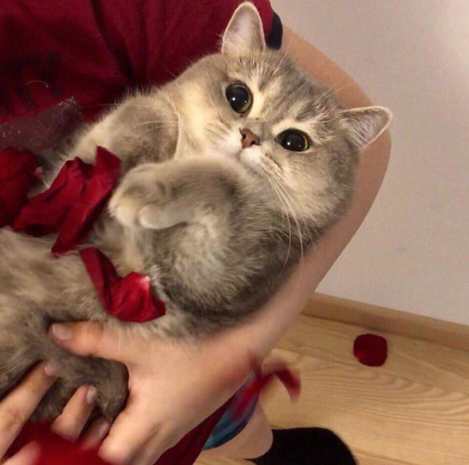 Ну, а без котиков как же?