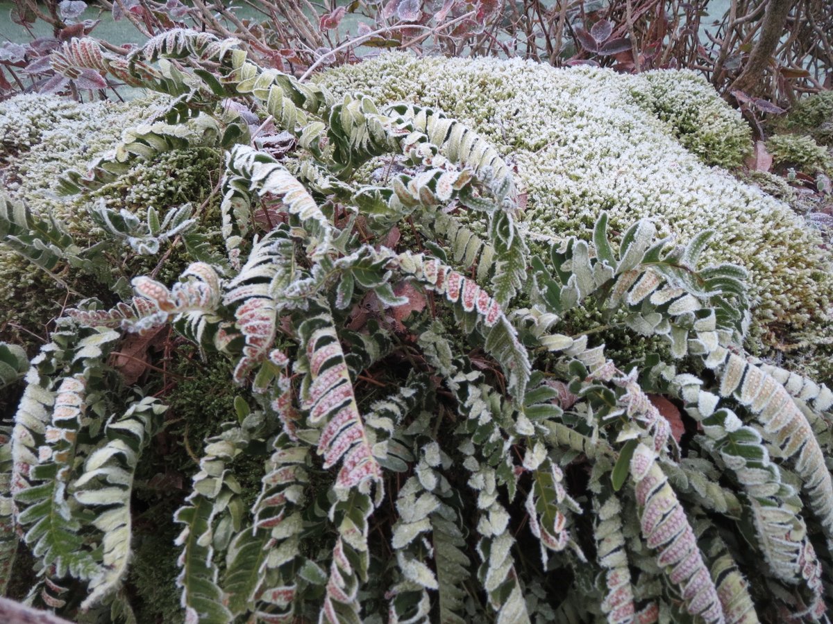 "Oh. Right. Would you like us to show you a secret stile?""Would I? Can I throw a stick for your dog?"We walked the loop, where I'd heard willow warblers last spring, high in poplars planted to screen a powerstation. Talked about Lady Anne Clifford and rural broadband.