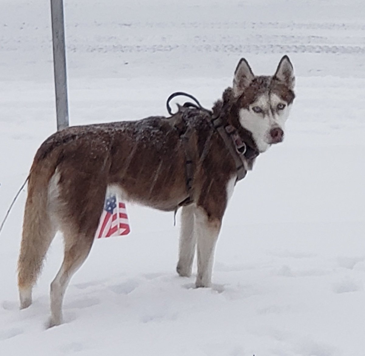 railer5516's tweet photo. @sammyguevara @realmarkostunt Gotta love blue eyed red huskys! https://t.co/4GdesvY7gE