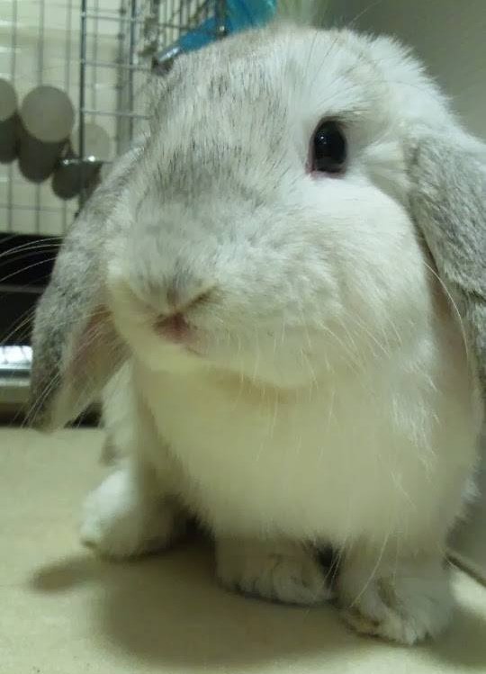 うさぎの牧草でアレルギー反応が 診察したお医者さんの言葉に生き物好きたちも納得 大切なうさぎだから人間が我慢するしかないね 2ページ目 Togetter