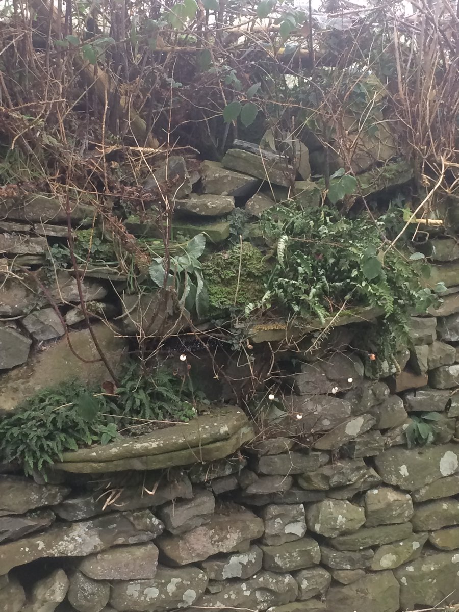 "Look! A stile!""Yes, I've got that one but he'll like the post" (took a pic or they'd think I'm not serious)"Here's our secret one. Flowers have taken over. No not from there, come here. it looks much better!"(I wasn't sure if they were stile converts or taking the mick)