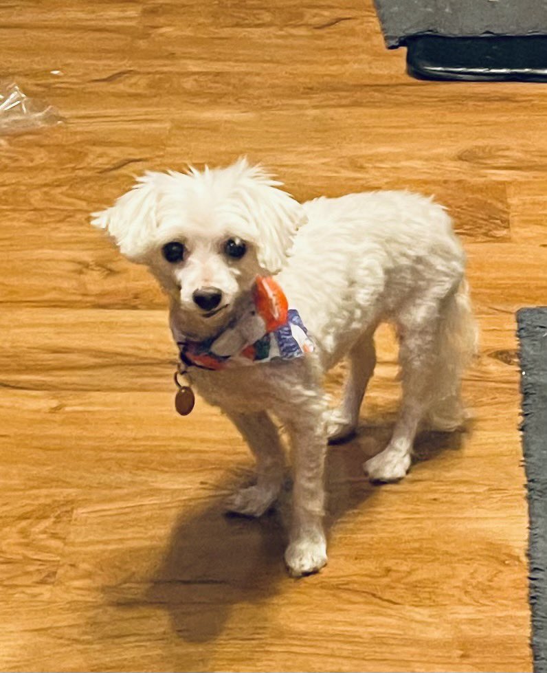 missannielynn's tweet photo. She been fed, pottied, has had a long nap...not sure what she wants, but she’s been staring at me like this for like 20 minutes. Perhaps contemplating the outright assault on democracy yesterday? Don’t blame her. #lizzieproblems https://t.co/ArowDPuyMe