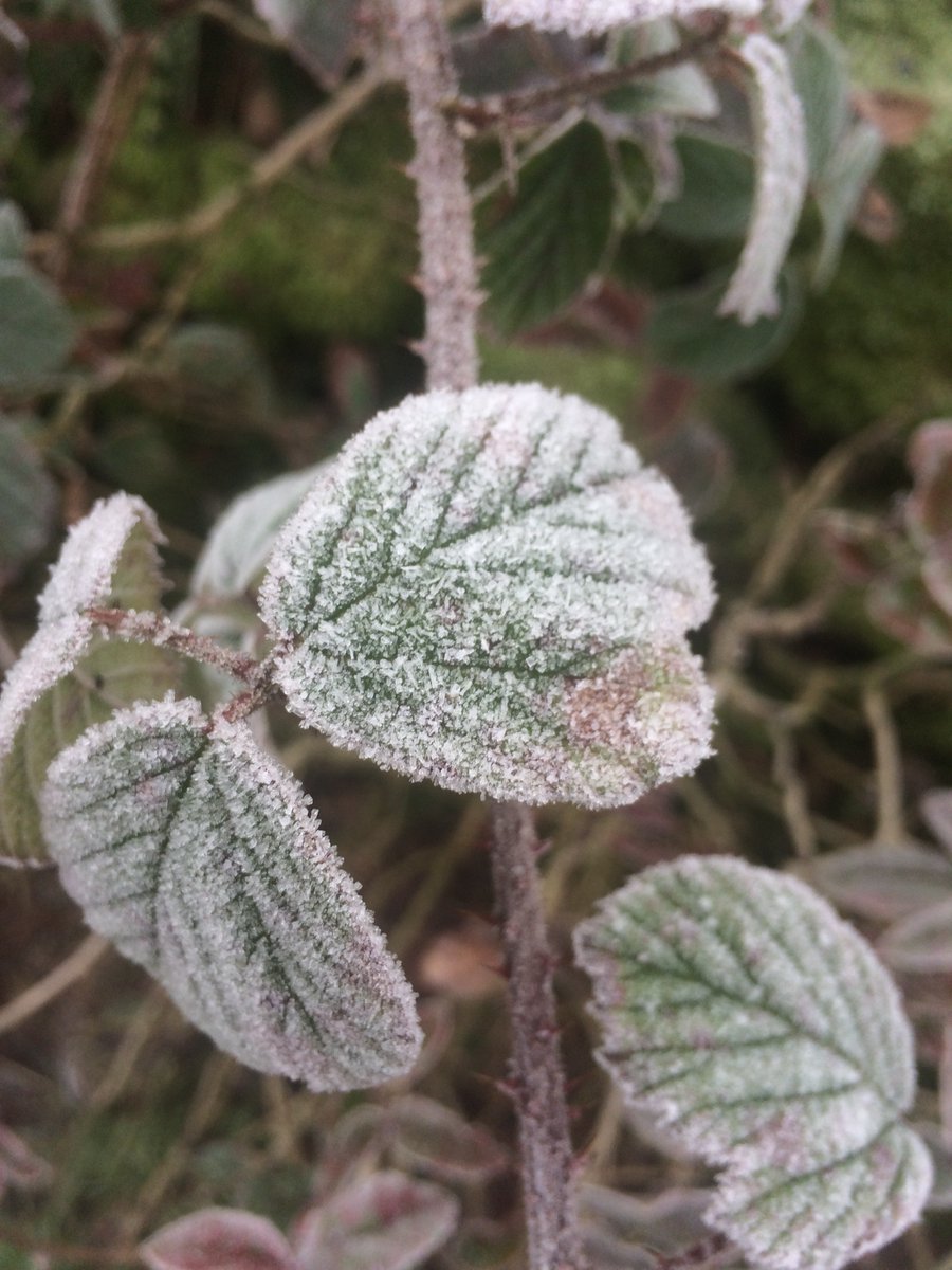 "Have you seen this barn? 1717!""Oh yes" (I didn't like to say someone liked photos of old doors, windows and even bins too)."There shouldn't be barbed wire on t'gate, should there?" I wasn't sure what to say.But I'd enjoyed having a chat like a normal person. #WalkInWinter