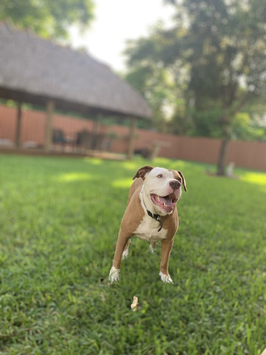 ADxChief's tweet photo. PLEASE HELP ME FIND MY DOG TOBY‼️LOST AROUND 220th ST and US-1. HE’S AGGRESSIVE WITH OTHER ANIMALS, DM ME IF YOU’VE FOUND HIM PLEASE. https://t.co/kM430IdkyS