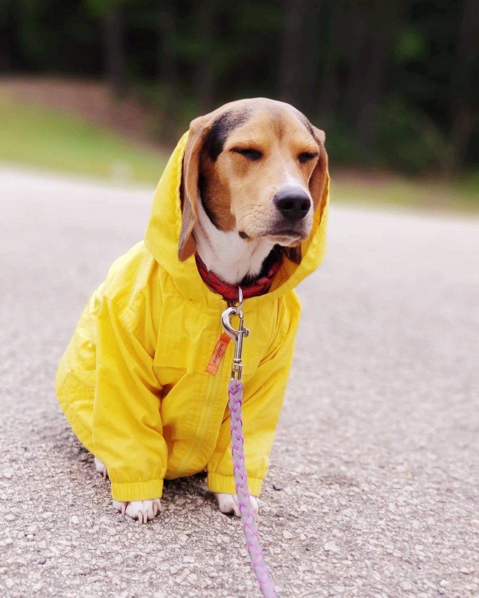 ThatPupZoey's tweet photo. Before🥰 and after😑 the rain messed up my hair😒🌧😆🐾
#throwbackthursday #puppy #rain #cutesincedayone #beagle #dogsoftwitter #thatpupzoey https://t.co/aD0kOqb3L4