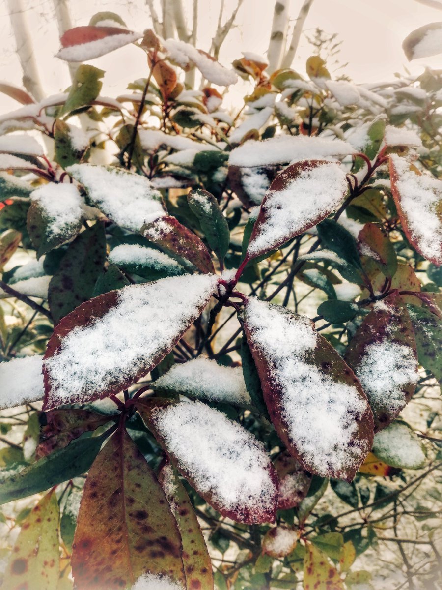 A lovely distraction <a href="/millstreet_town/">Millstreet.ie</a> this Morning! #snowfall #excitement #bigkid #Cork #Ireland
