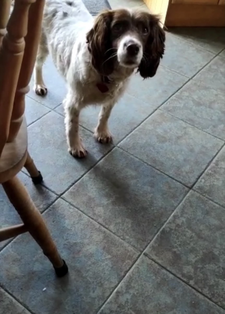 BaileySprocker's tweet photo. Pls share pals - she needs be home with her pawrents #missingSpaniel #Ireland #ROI #Tipperary #SpringerSpaniel https://t.co/9lJD48GfeT