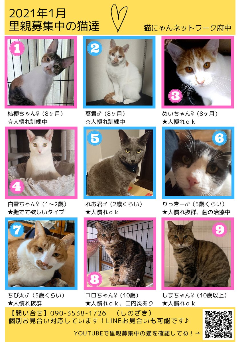 ソマ太郎 里親募集中の猫です 譲渡会以外にも個別のお見合いも対応しますので お声をかけて下さいね 里親募集 保護猫 猫にゃんネットワーク府中 保護猫さんと暮らす 保護猫を家族に 府中市 ソマ太郎 里親募集中の猫です 譲渡会以外にも個別のお見合いも対応しますので お声をかけて下さいね 里親募集 保護猫 猫にゃんネットワーク府中 保護猫さんと暮らす 保護猫を家族に 府中市