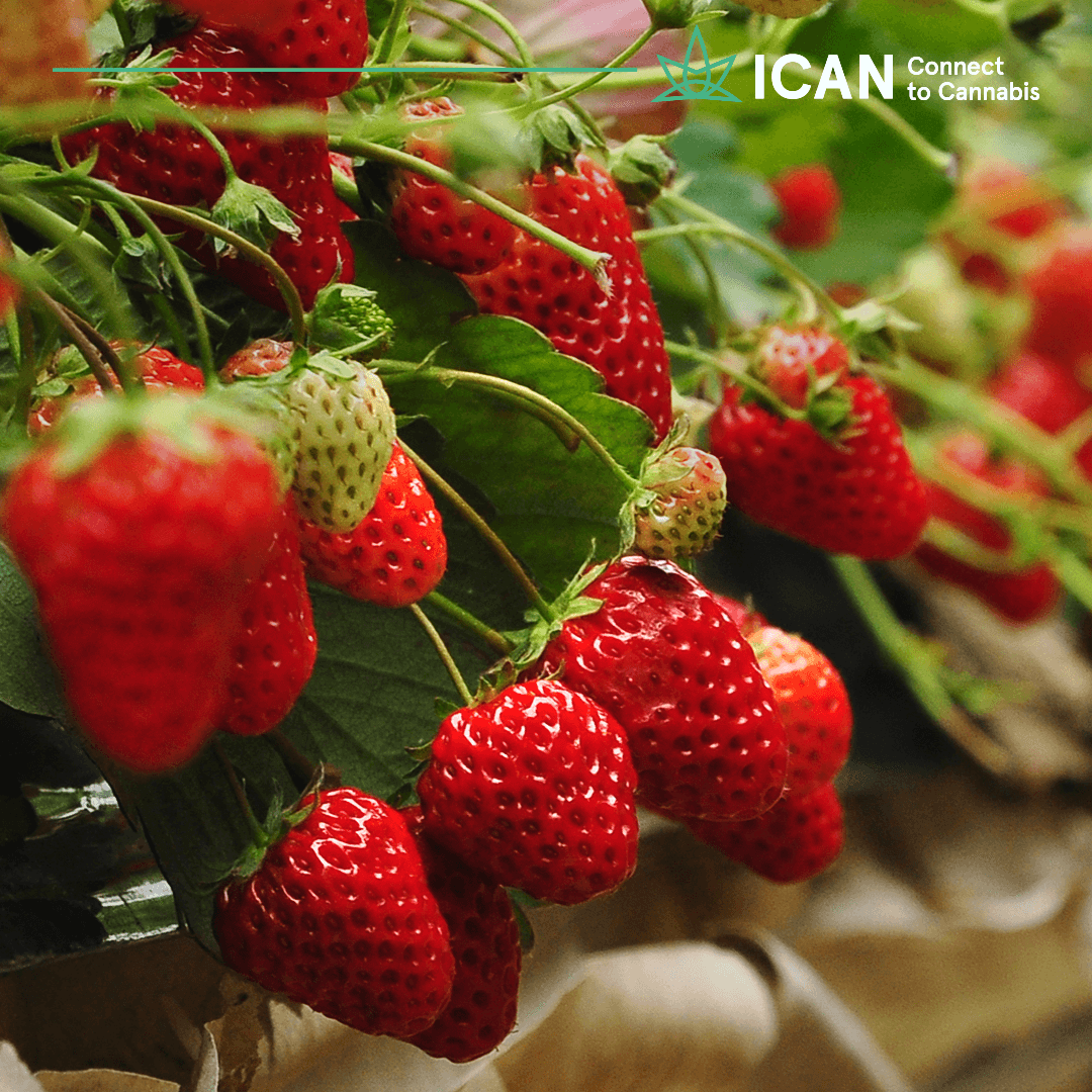 icanlat's tweet photo. ¿Podría ser el cannabis una alternativa para la industria alimentaria? Tras rociar fresas con aceites de CBD, investigadores de la Universidad del Sur de Florida descubrieron que el CBD  reduce la producción de moho y levadura. 

Echa un vistazo al enlace:
https://t.co/ceW7IfOZ4g https://t.co/T2yxQG1D7t