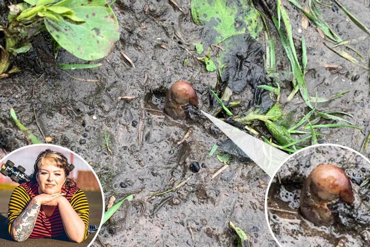 The Scottish Sun tweet media