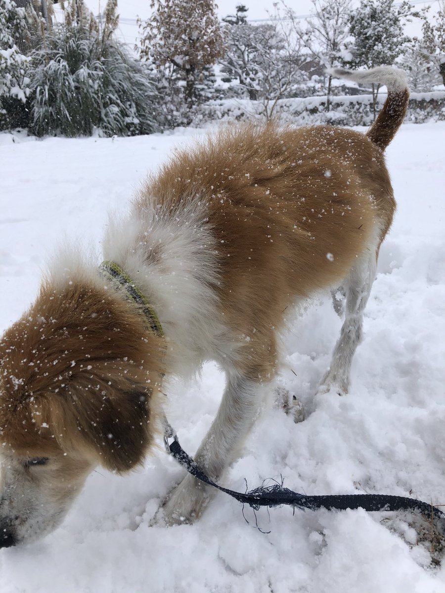 YusakuKim's tweet image. 朝から積雪の中を走り回るうちのいぬ見て