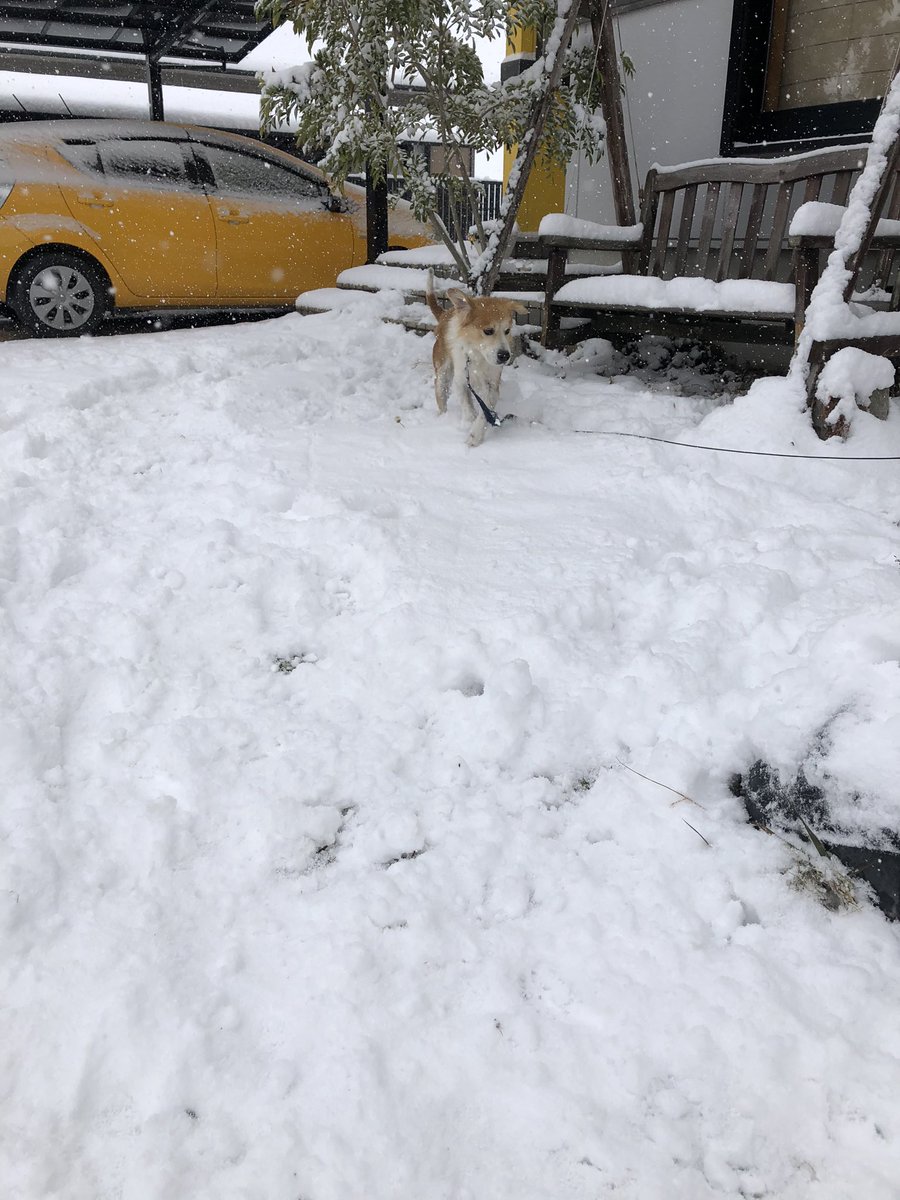 YusakuKim's tweet image. 朝から積雪の中を走り回るうちのいぬ見て