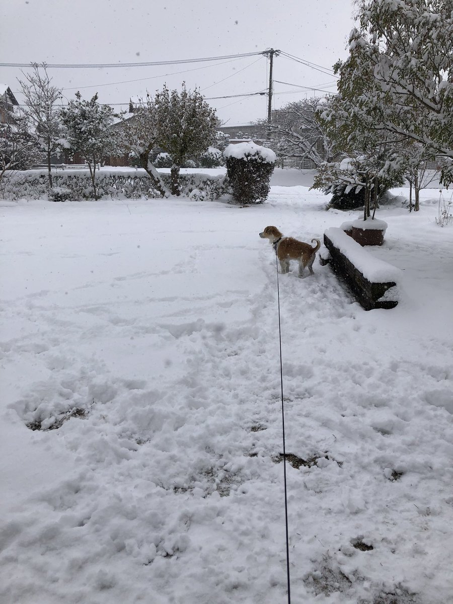 YusakuKim's tweet image. 朝から積雪の中を走り回るうちのいぬ見て