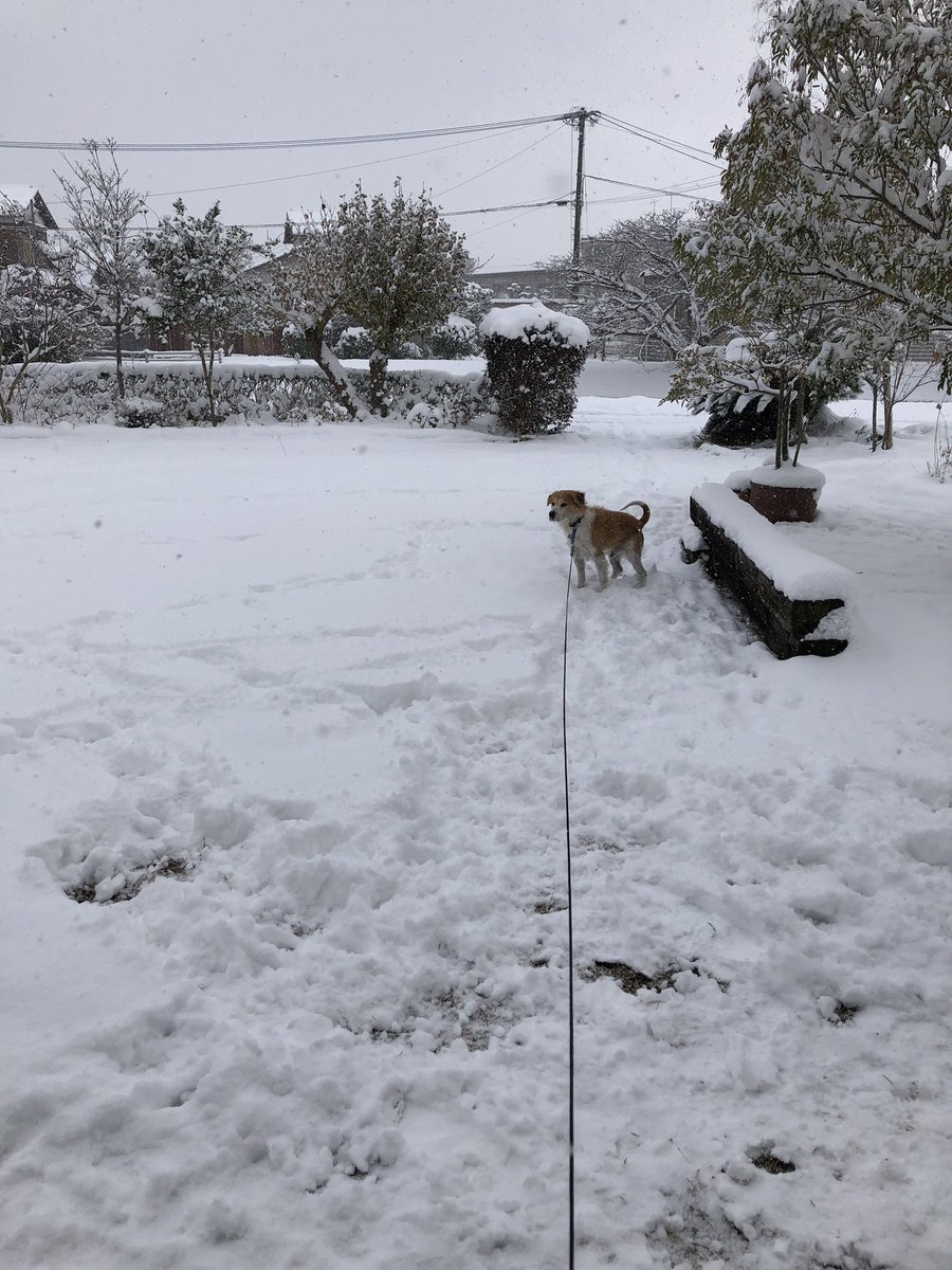 YusakuKim's tweet image. 朝から積雪の中を走り回るうちのいぬ見て