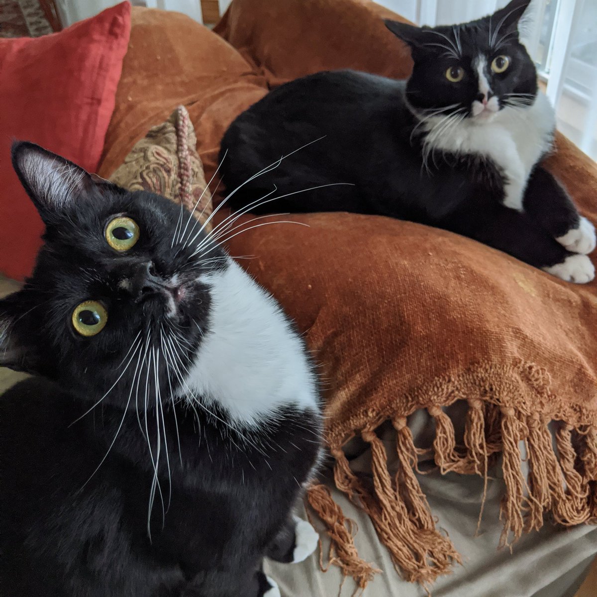 nutmeg50720's tweet photo. @taylorswift13 Tuxedos are my fave cats - I have two. :-) https://t.co/KHvvGTz1h9