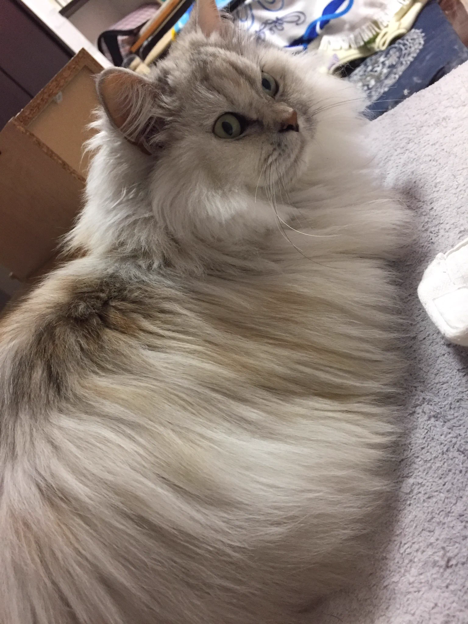 @kyuryuZ _(:3 」∠)_冬なので体型が変わる
うちのねこ 