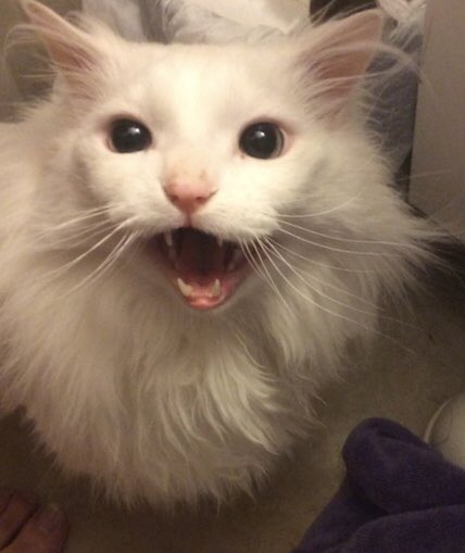 Cats Beavers Ducks Beaverscats Twitter Cats Beavers Ducks Beaverscats Twitter