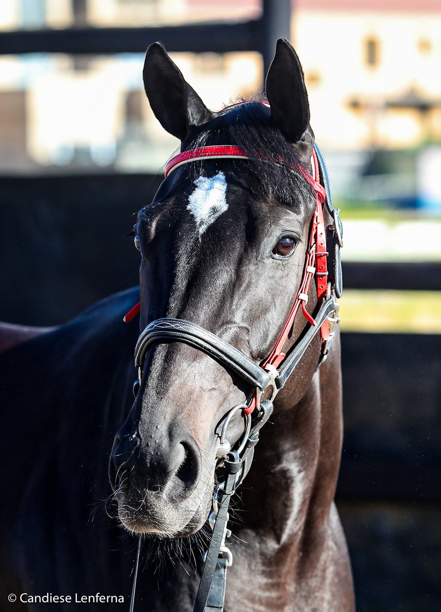 BreedersSa's tweet photo. Summer Pudding looking a picture ahead of her race in the Gr1 @Cartier Paddock Stakes for @Mauritzfontein and @peter_racingsa, unbeaten from 9 starts! Images: @Candiese
#lqpct #unbeaten @sportingpost @TurfTalk1 @TBredSANews @bloodstocknews https://t.co/EsRk4wHpyM