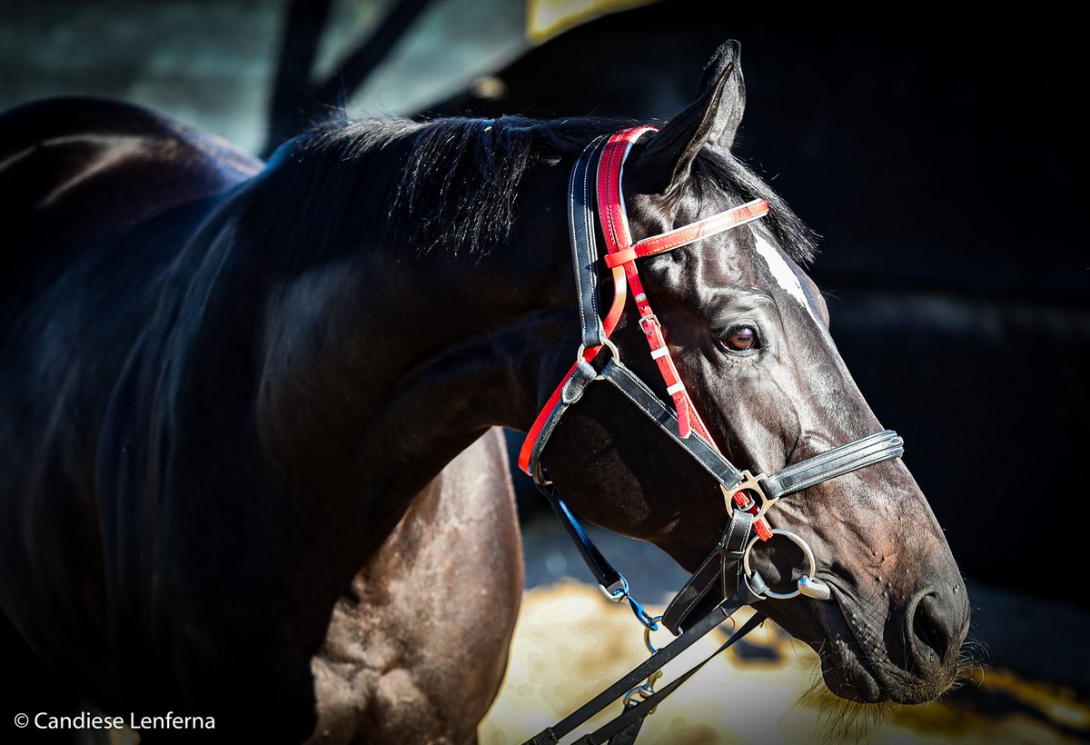 BreedersSa's tweet photo. Summer Pudding looking a picture ahead of her race in the Gr1 @Cartier Paddock Stakes for @Mauritzfontein and @peter_racingsa, unbeaten from 9 starts! Images: @Candiese
#lqpct #unbeaten @sportingpost @TurfTalk1 @TBredSANews @bloodstocknews https://t.co/EsRk4wHpyM
