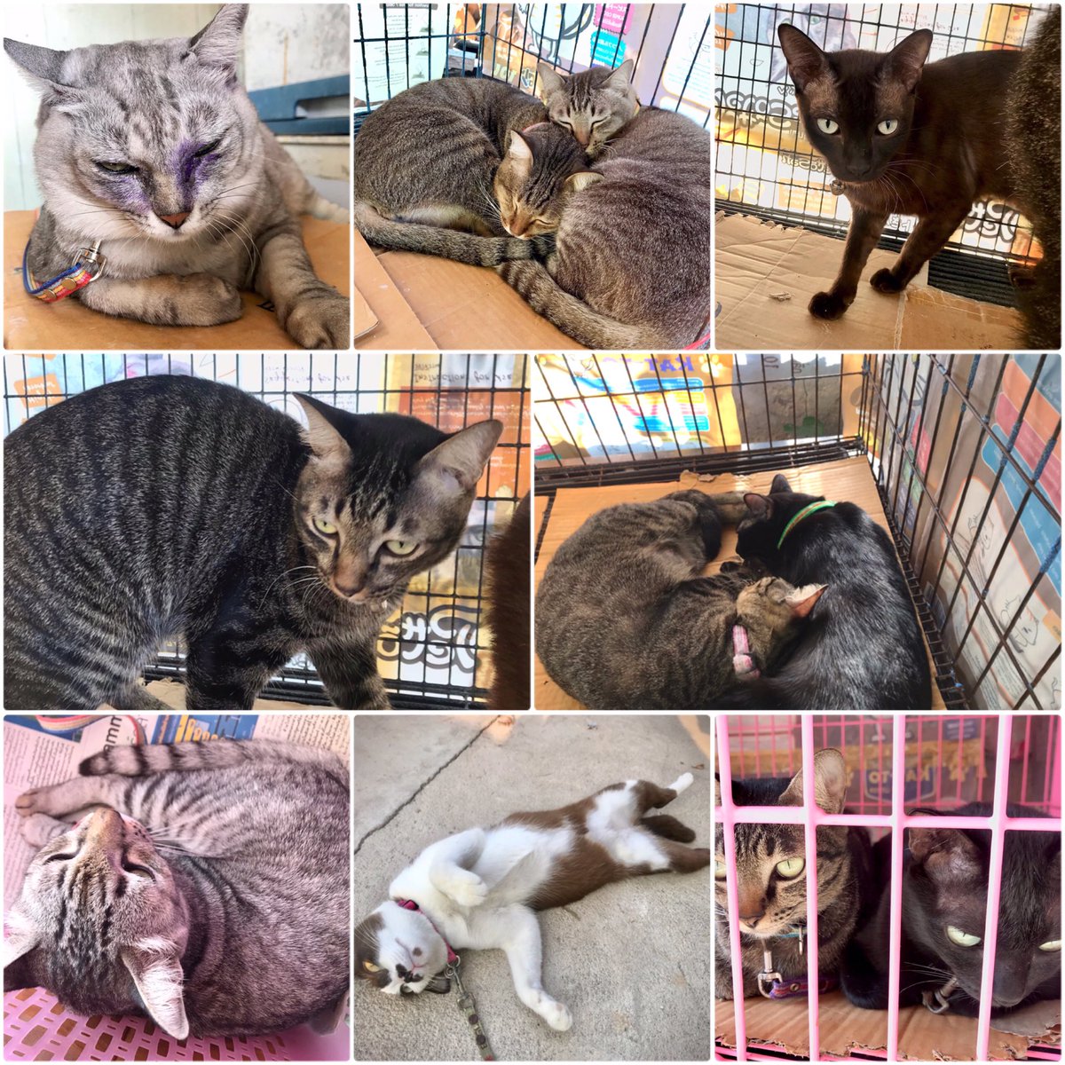 nnpDD's tweet photo. ประชากรแมวชาวไซย่า
จากดาวแมวเบจีต้า แมวกลายพันธุ์หมายเลข 1-24 

😸มีอีก2ตัวอยู่เขตปกครองพิเศษตนเอง 
Total MeowMeow = 26 😸

#catinthesky 
#ใต้ฟ้ามีแมว 
#แมวตัวน้อยๆของพี่
#ทาสแมว #meow #neko #kitten #kitty #cat #catlovers #catstagram #catsofinstagram https://t.co/l6t4H6kRry